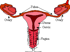 Female Genitalia