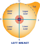 Breast Quadrant